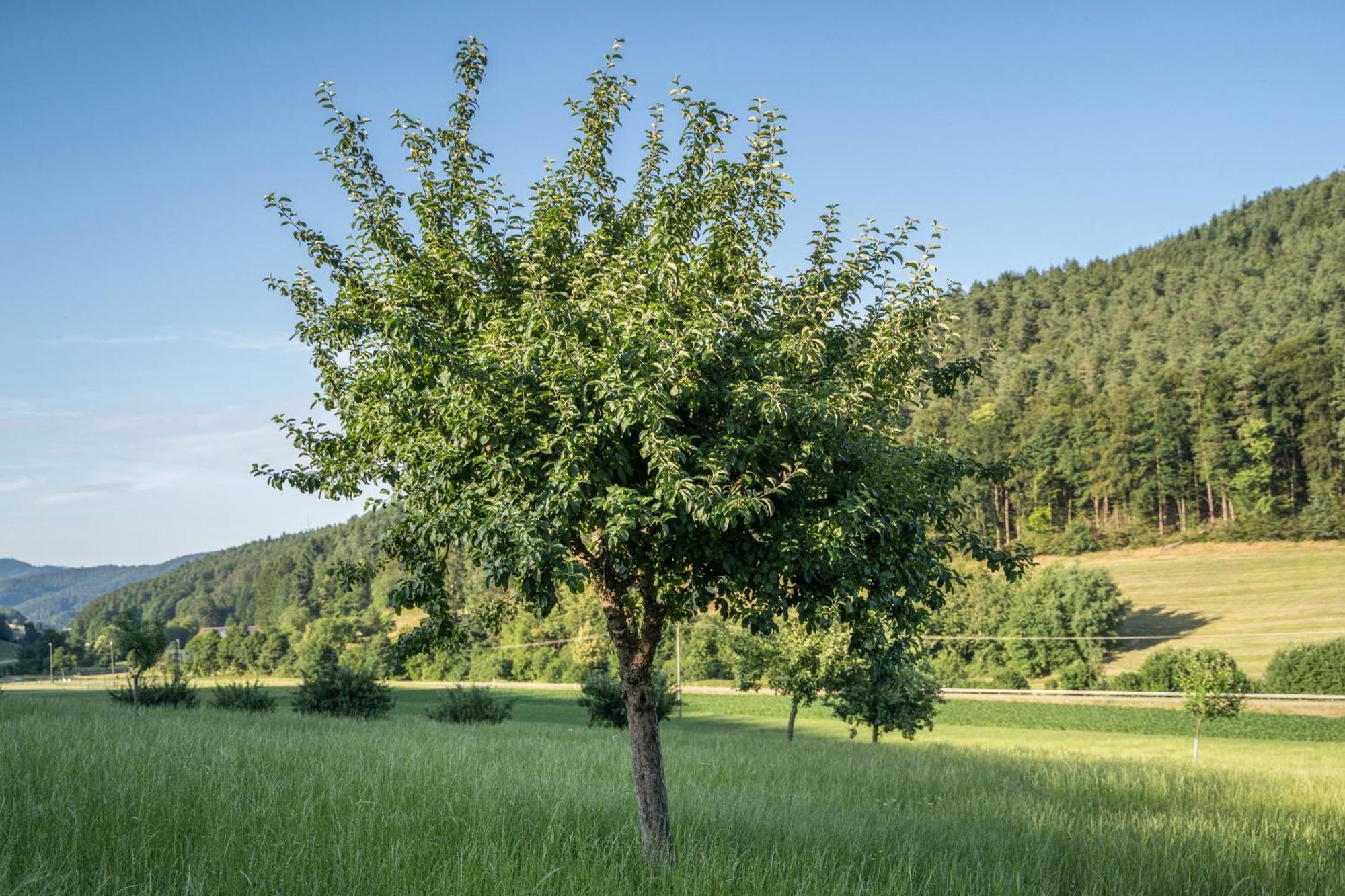 Ferienwohnung Ohnemus Schuttertal 外观 照片